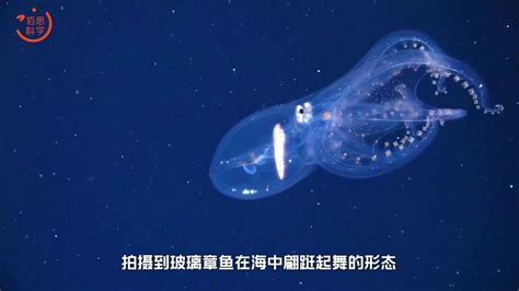 来自“外星球”的海洋动物 第04集：清澈见底的玻璃章鱼