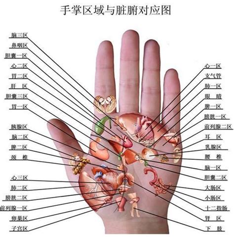手诊图解看疾病图片
