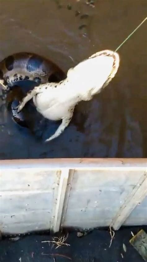 惊恐一幕！巴西渔民钓鱼，刚费劲拉上一条鳄鱼，下面竟还缠着巨蟒|鳄鱼|蟒蛇_新浪新闻