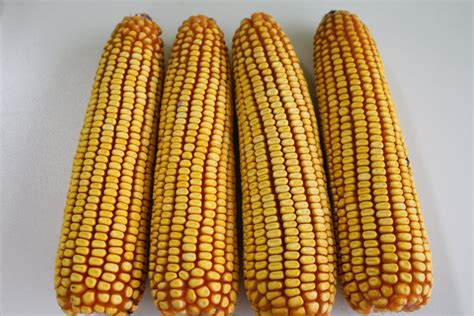 红轴玉米和白轴玉米哪个产量高？农民朋友该怎么选择？ 关于红轴玉米和白轴玉米的事