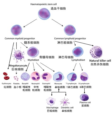 组蛋白修饰在OC分化中扮演的角色综述,细胞生物学论文_学术堂