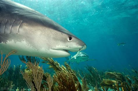 鲨鱼种类图片介绍（十种最危险的鲨鱼简介） – 碳资讯
