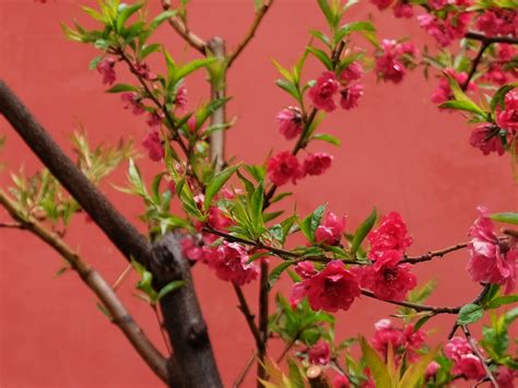 待到春花烂漫时_[标签:标题1]