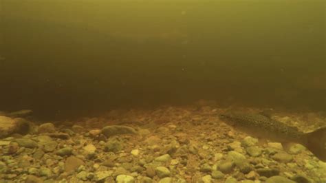 尼斯湖水怪之谜揭晓？科学家：可能是条巨型鳗鱼