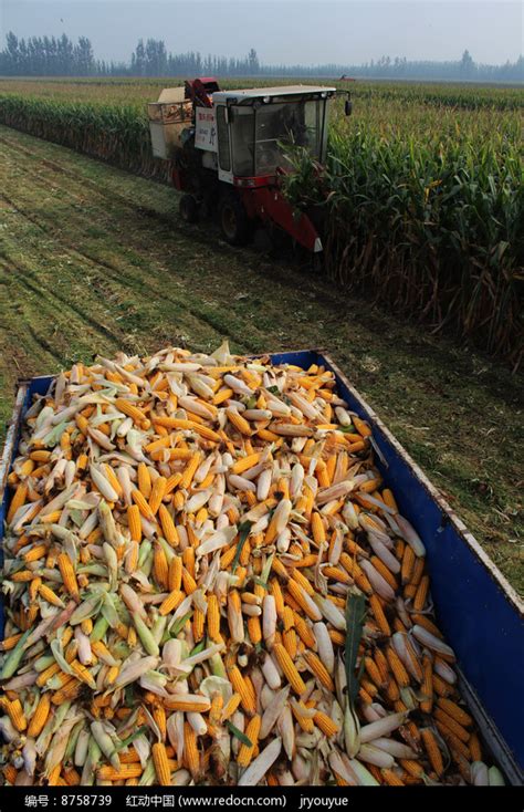 农村自家玉米,玉米怎样自留种,农村自家玉米图片_大山谷图库