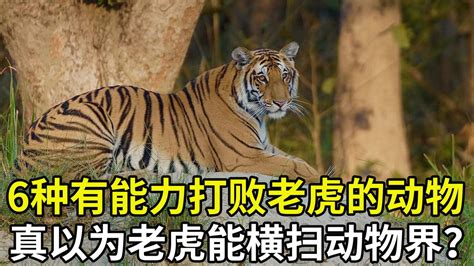6种有能力打败老虎的动物，豪猪入围，真以为老虎能横扫动物界？ - 知乎