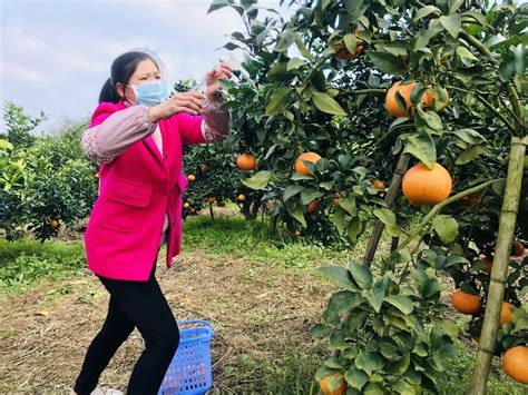 视频丨内江竹苑水乡200多亩柑橘进入采摘期 产量达30万斤_四川在线