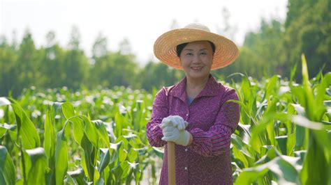 4k农民种植水稻mp4格式视频下载_正版视频编号180044-摄图网