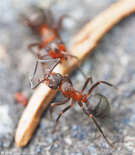 小小蚂蚁|摄影|生态|老虎仔 - 原创作品 - 站酷 (ZCOOL)
