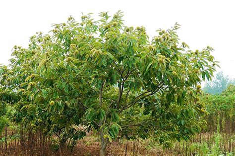 板栗树应该怎么种植?-中国木业网