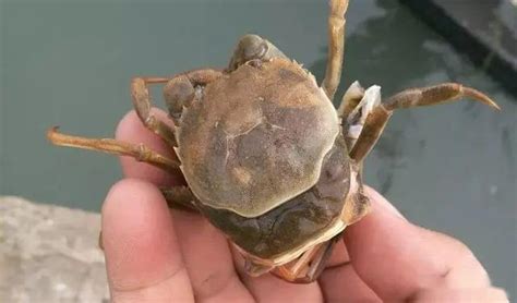 死螃蟹不能吃 为什么超市里还卖冰冻螃蟹 | 冷饭网