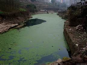 重庆云阳：长江支流水质污染严重如绿色油漆__海南新闻网_南海网