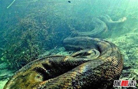 北京动物园百米巨蟒（世界上真正的第一巨蛇，桂花巨蟒身长14.8米，重900公斤） | 说明书网