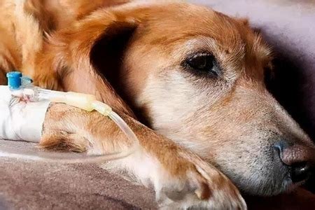 狗的寿命一般多长常见死因都哪些？狗狗的喂养方法和注意事项介绍|寿命|一般-知识百科-川北在线