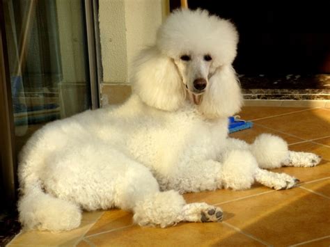 白色贵宾犬图片 - 茶杯宠物网
