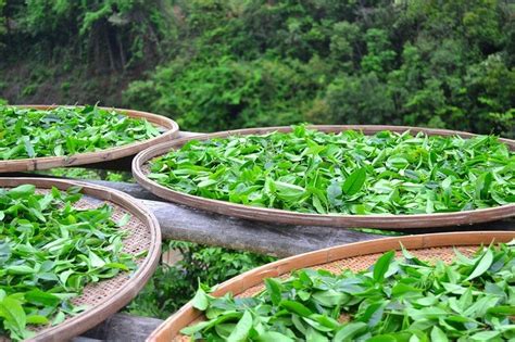 普洱熟茶发酵工艺,熟茶发酵都需要经历什么阶段-叶片情茶业