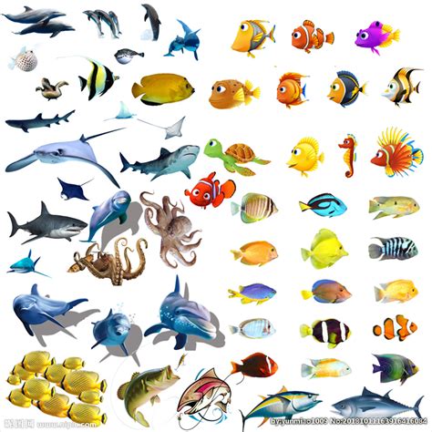海洋鱼类图谱设计图__鱼类_生物世界_设计图库_昵图网nipic.com