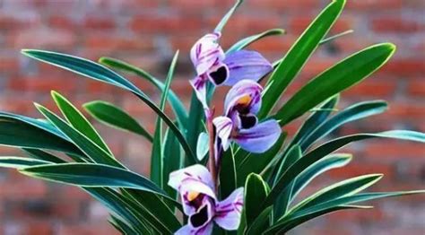 美丽的紫色兰花高清图片下载-正版图片507109293-摄图网