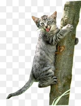 小猫爬树高清图片下载-正版图片500617015-摄图网