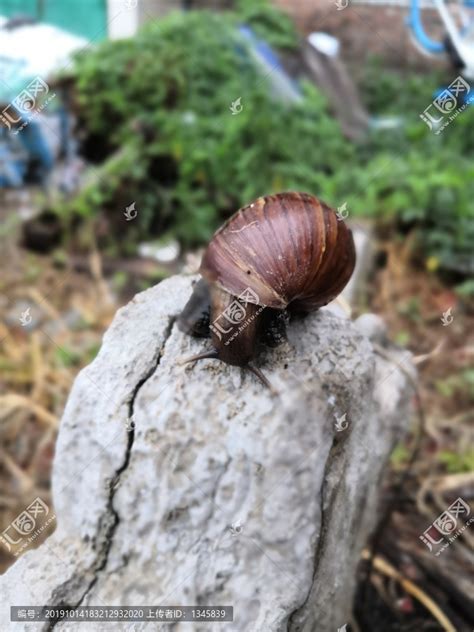 非洲大蜗牛_360百科