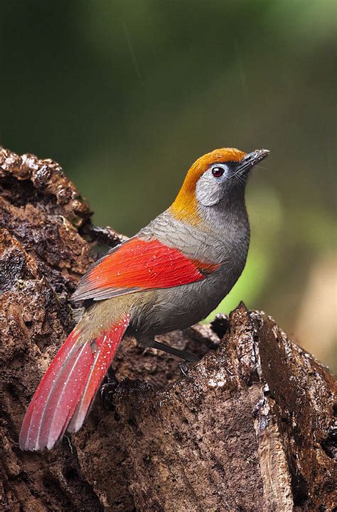 赤尾噪鹛：鸟纲，国家三级保护动物