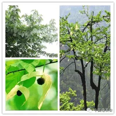 重庆巫溪：国家一级保护植物珙桐花开 似“白鸽”翻飞_凤凰网视频_凤凰网