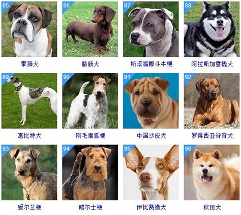 常见宠物狗品种名字大全 常见的宠物狗价格表-宠物王