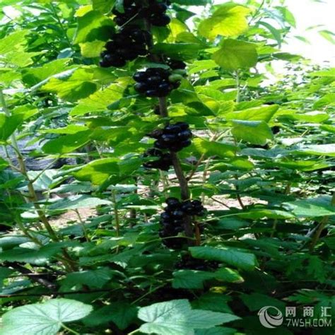 吉林省最新品种果树,东北果树大全,吉林省耐寒桃树品种_大山谷图库