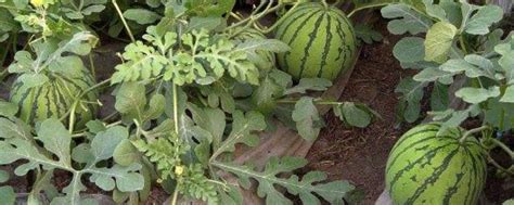 西瓜夏季的种植技术与方法，附其病虫害防治方法 - 农敢网