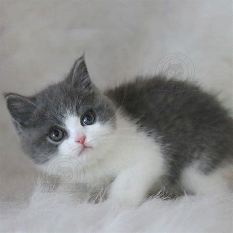 猫猫蓝白毛茸茸英短可爱摄影图配图高清摄影大图-千库网