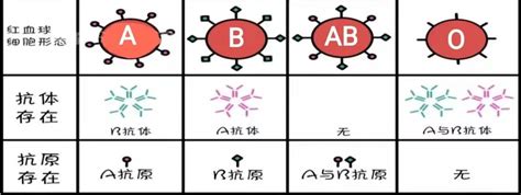 血型遗传规律表, 血型遗传