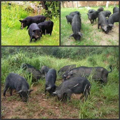 长白猪繁育基地纯种养殖基地三元猪公猪安徽亳州 济宁 鸿超-食品商务网