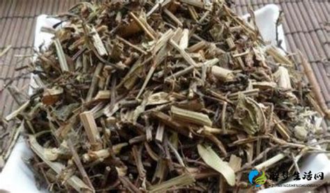 通经草图片