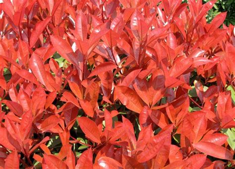 红叶石楠，一年四季，一个季节变一个颜色！|红叶石楠|季节|树种_新浪新闻