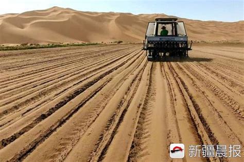 一人高的海水稻，种到阿联酋沙漠里亩产650公斤