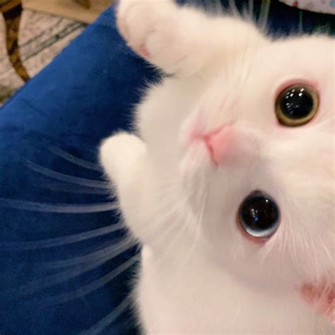 非主流头饰猫咪头像