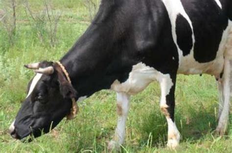 目前奶牛市场价格多少钱一头？前景怎样？一头一年的利润有多少？