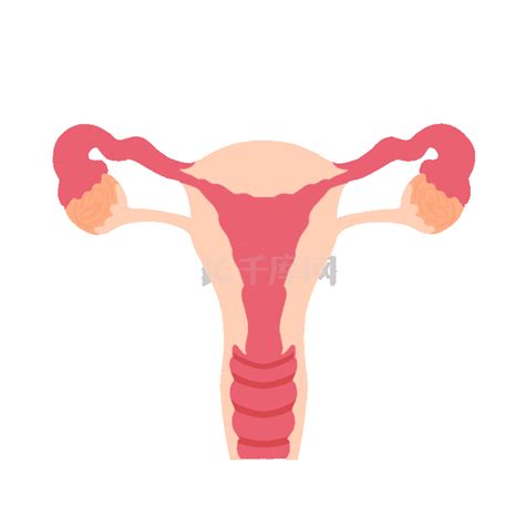 医疗女性卵巢子宫素材图片免费下载-千库网