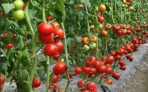 西红柿什么时候种植*好