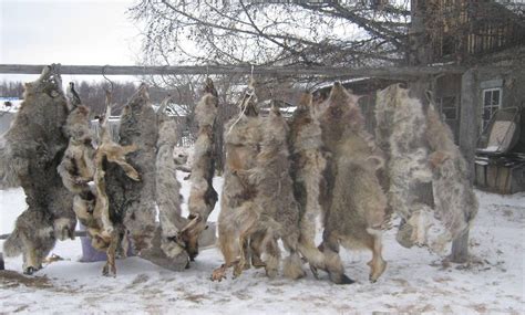 这里野狼泛滥成灾, 政府使出2个绝招, 一匹死狼换2000块
