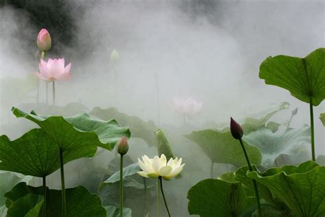 【雾里看花摄影图片】上海古猗园生态摄影_太平洋电脑网摄影部落