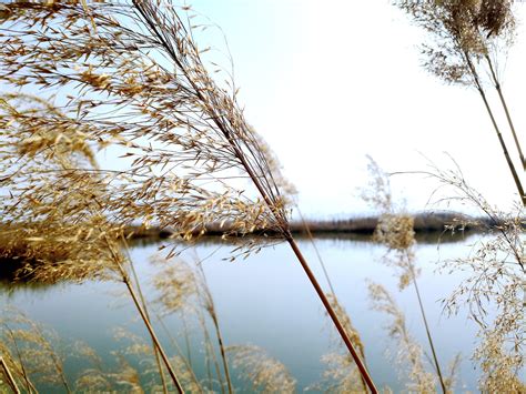 户外湖边野生芦苇荡风景高清摄影大图-千库网
