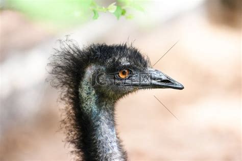 澳大利亚鸸鹋大鸟 / 鸸鹋头眼特写，Dromaius novaehollandiae高清摄影大图-千库网
