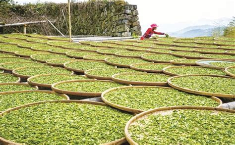 全国最大的绿茶交易市场——浙南茶叶市场开市！ - 民生 - 丽水网-丽水新闻综合门户网站