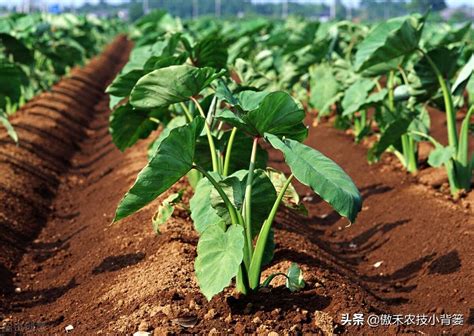 各种肥料的营养功能__凤凰网
