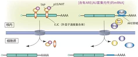 蛋白vsRNA互作