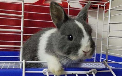 十大宠物兔品种，多种垂耳兔上榜，第一最小巧可爱_排行榜123网
