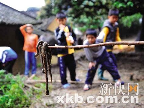 村民挖出300公斤大蛇