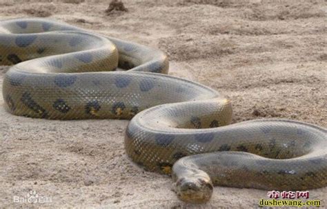 惊变100米长的巨蛇,100米巨蛇蟒蛇,10000千米的巨蛇图片(第12页)_大山谷图库