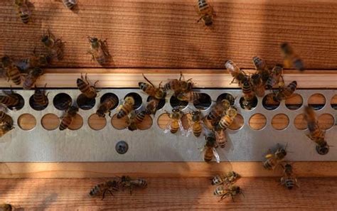 养蜂在什么场地最好？ - 养蜂技术 - 酷蜜蜂